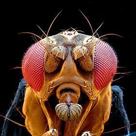 drosophila-kopf-140x.jpg